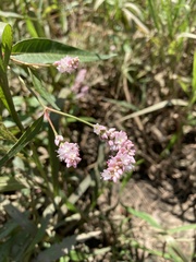 Persicaria pensylvanica
