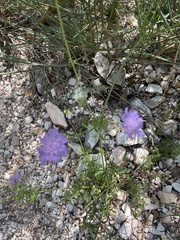 Sixalix atropurpurea