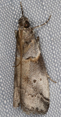 Acrobasis caliginella