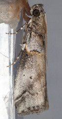 Acrobasis caliginella