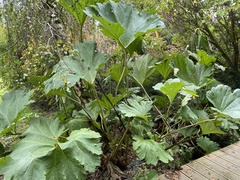 Gunnera