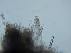 Sclerotinia