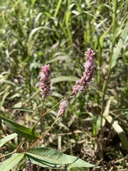 Persicaria pensylvanica