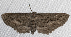 Aethaloida packardaria