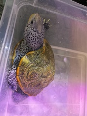 Malaclemys terrapin