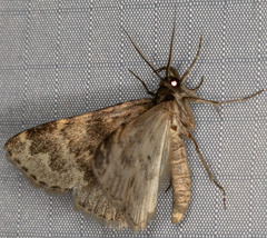 Aglossa cacamica