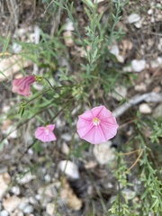 Convolvulus cantabrica