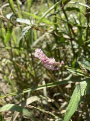 Persicaria pensylvanica