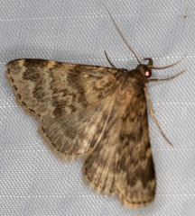 Aglossa cacamica
