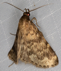 Aglossa cacamica