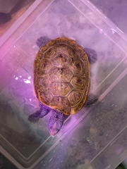 Malaclemys terrapin