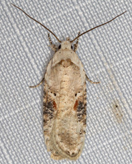 Agonopterix
