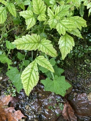 Cardamine breweri