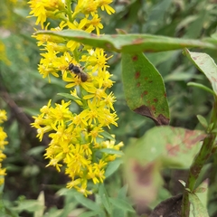 Lasioglossum fuscipenne