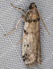 Amyelois transitella