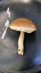 Leccinum