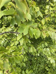 Betulaceae