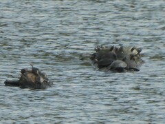 Trachemys scripta elegans