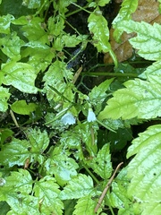 Cardamine breweri