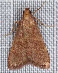 Arta epicoenalis