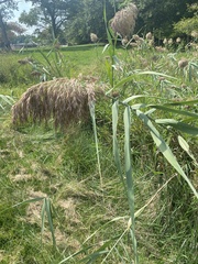 Phragmites