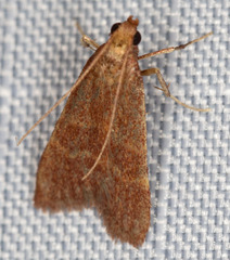 Arta epicoenalis