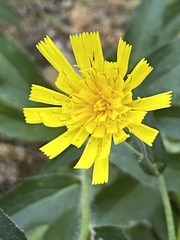 Hieracium virgultorum