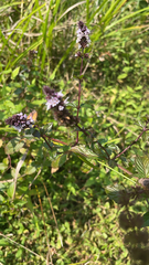 Mentha × piperita