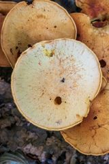 Gymnopilus subspectabilis