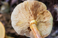 Gymnopilus subspectabilis