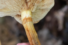 Gymnopilus subspectabilis