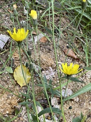 Hieracium virgultorum