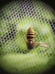Vespula vulgaris