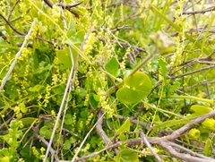 Dioscorea humifusa