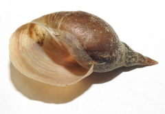 Lymnaea stagnalis