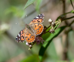 Vanessa braziliensis