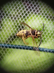 Vespula vulgaris