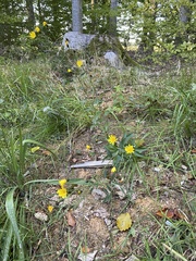 Hieracium virgultorum