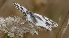 Melanargia lachesis