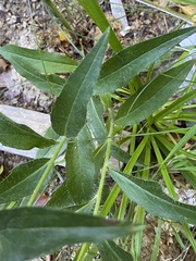 Hieracium virgultorum