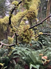 Orthotrichaceae