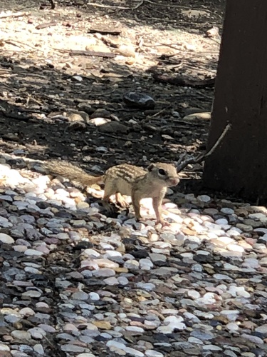 Rio Grande Ground Squirrel