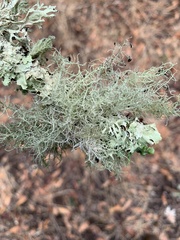 Usnea