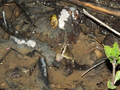 Pseudacris brachyphona