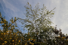 Nothofagus obliqua