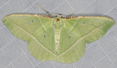 Dichorda illustraria