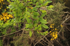 Nothofagus obliqua