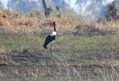 Ephippiorhynchus senegalensis