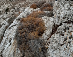 Sarcopoterium spinosum