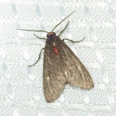 Euchaetes zella
